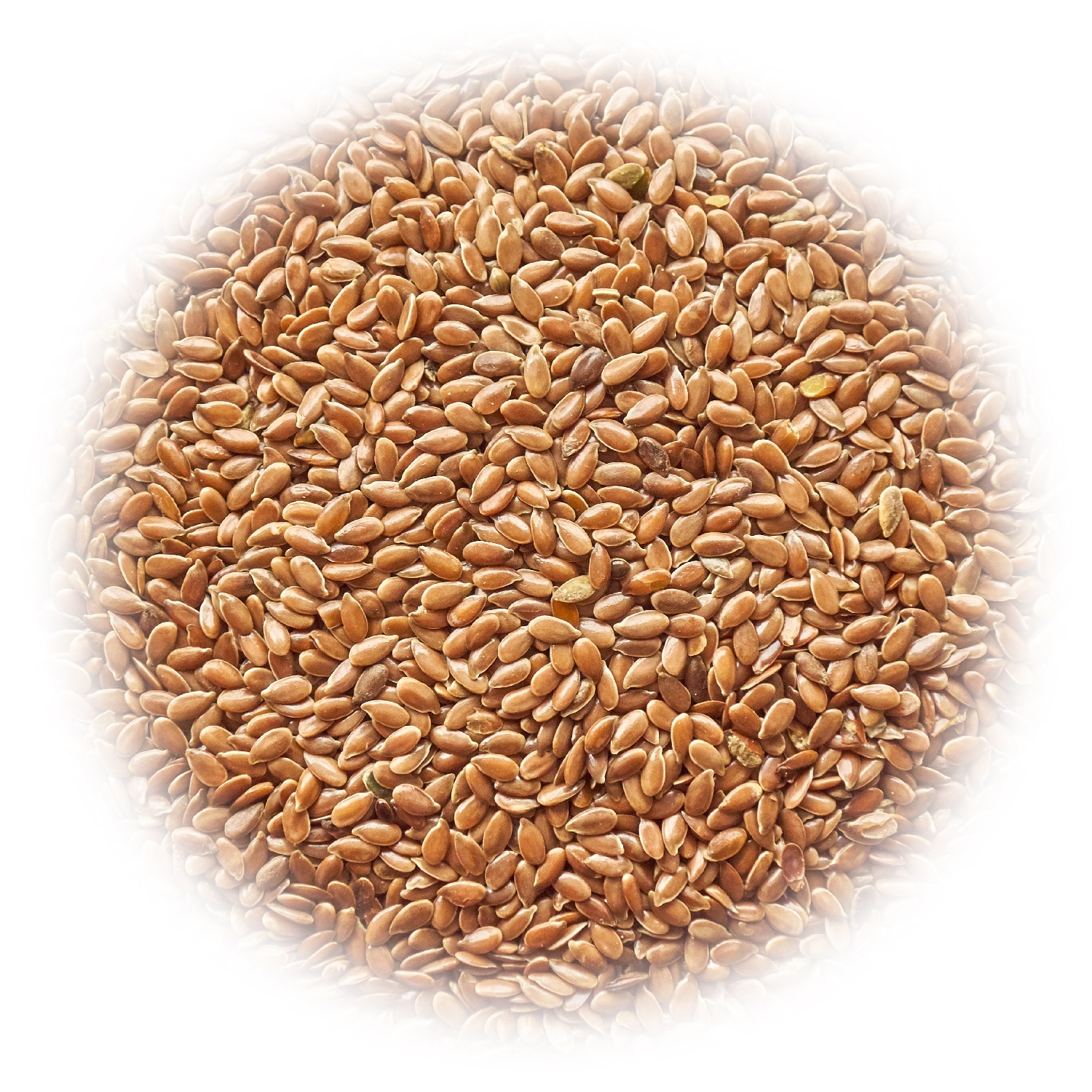Brown flax (linseed)