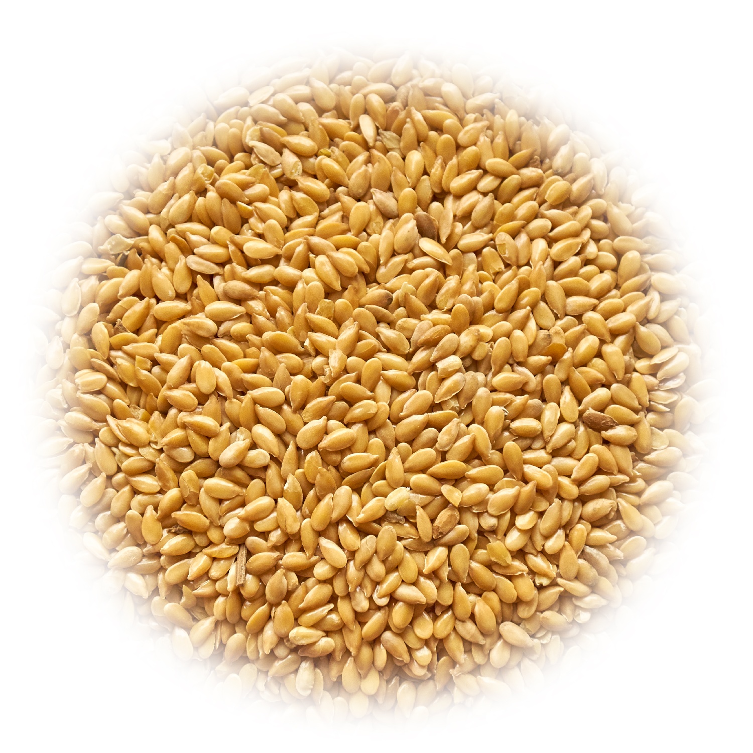 Gold flax (linseed)