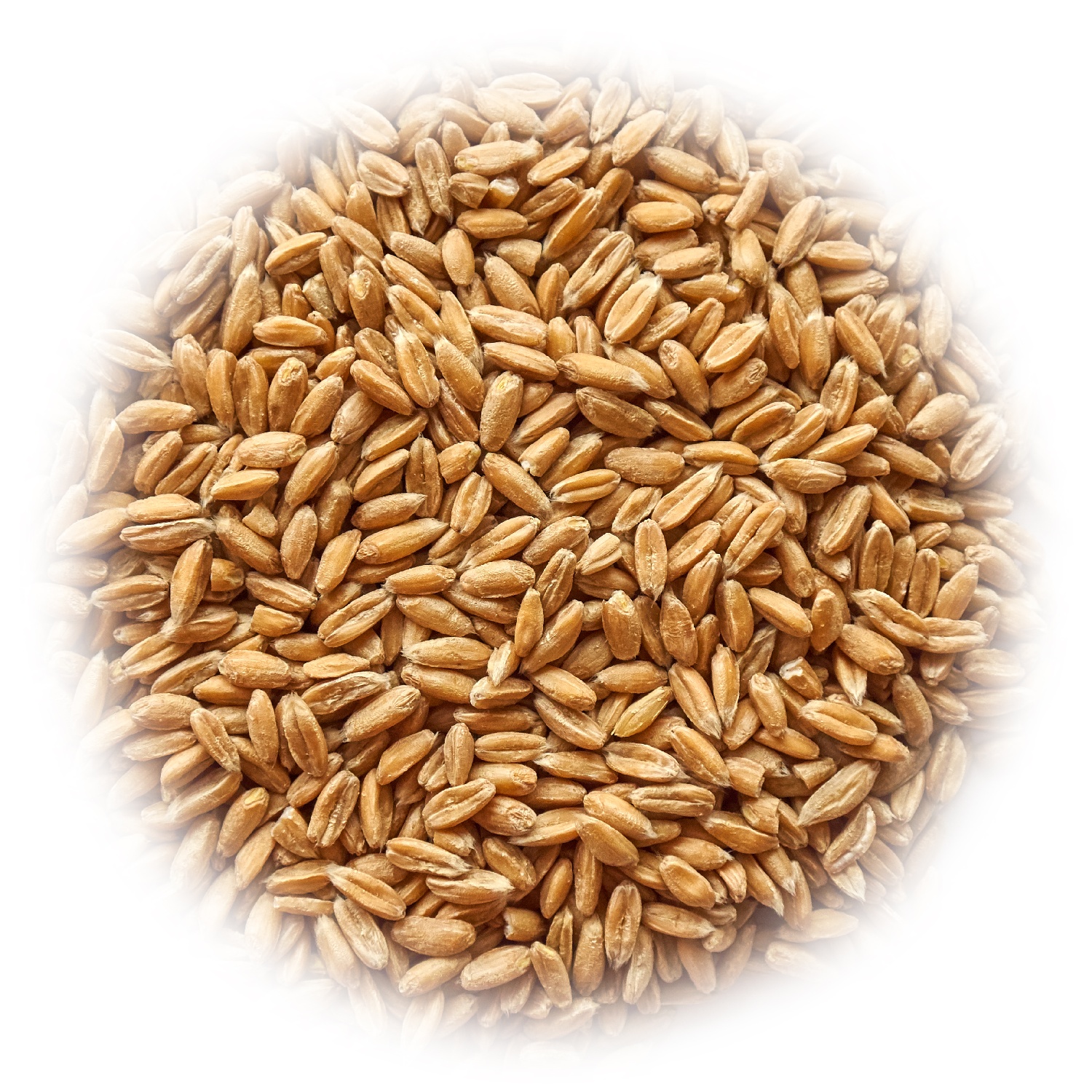 Полба пшеницы